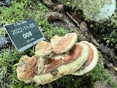 Rhodofomitopsis feei