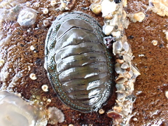 Chiton glaucus