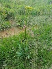 Bulbine narcissifolia