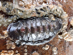 Ischnochiton maorianus