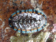Sypharochiton sinclairi