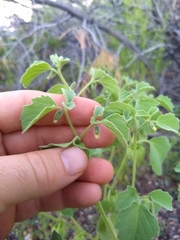Physalis neomexicana
