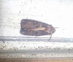 Agrotis puta