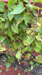 Mikania micrantha