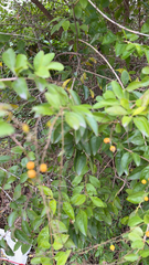 Duranta erecta