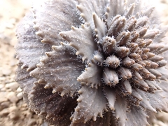 Notothlaspi rosulatum