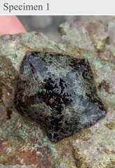 Cryptasterina pentagona