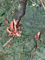 Cordyceps pruinosa