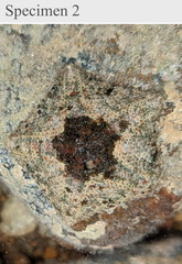 Cryptasterina pentagona