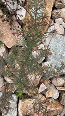 Magnoliopsida
