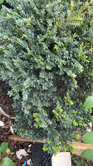 Buxus sempervirens