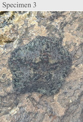 Cryptasterina pentagona