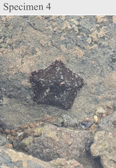 Cryptasterina pentagona