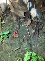 Cordyceps pruinosa