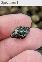 Pictocolumbella ocellata