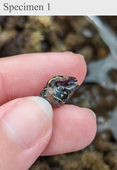 Pictocolumbella ocellata