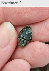 Pictocolumbella ocellata