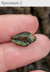 Pictocolumbella ocellata