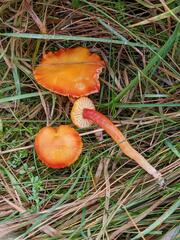 Hygrocybe insipida