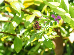 Mellitidia tomentifera