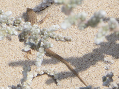 Trachylepis variegata