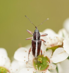 Aoplocnemis suturalis