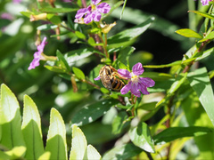 Mellitidia tomentifera