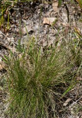 Poa meionectes