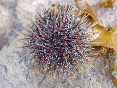 Evechinus chloroticus