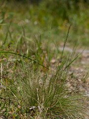Poa meionectes