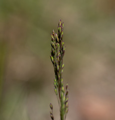 Poa meionectes