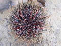Evechinus chloroticus
