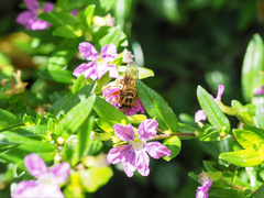 Mellitidia tomentifera