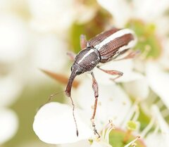 Aoplocnemis suturalis