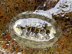 Sypharochiton pelliserpentis