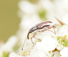 Aoplocnemis suturalis