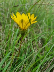 Gazania linearis linearis