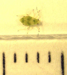 Pterocallis maculatus