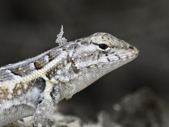 Sceloporus cozumelae