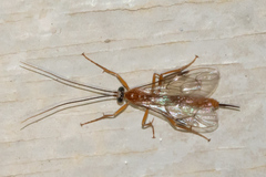 Tryphoninae