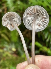 Mycena maculata