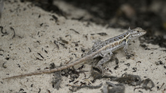 Sceloporus cozumelae