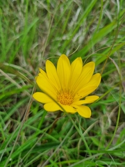 Gazania linearis linearis