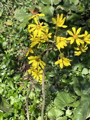 Farfugium japonicum