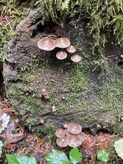 Mycena maculata