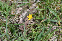 Oxalis perennans