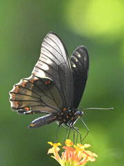 Battus polydamas polydamas