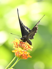 Battus polydamas polydamas