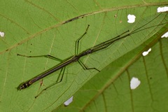 Brizoides