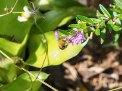 Amegilla cingulata